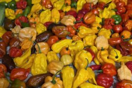 Help! I have too many peppers!