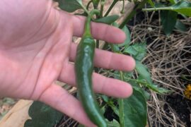 Misplaced/Mislabeled peppers from Ohio Peppers?