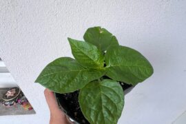 Ghost pepper or Habanero