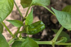 What causes the fruits to be so wrinkly?