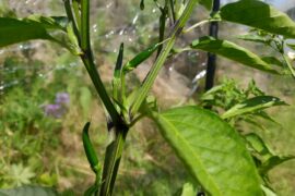 Growing chilis this year