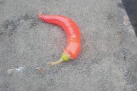 Found by the bus stop