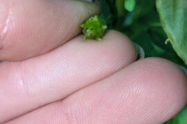 Brown spots on the ends of all my peppers, already gave extra calcium. Plant looks really good and is producing loads. Any ideas on cause?