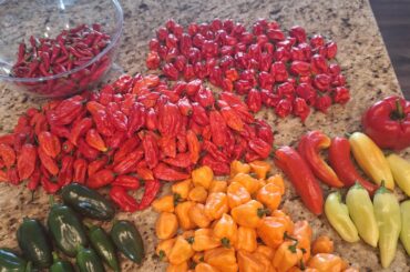 Today's haul from the wicked garden.