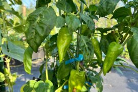 Pepper ID? We’ve been calling them “Rod’s Spicy Special” but would appreciate real identification.