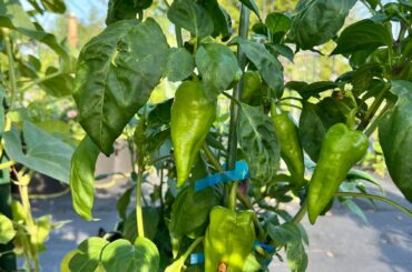 Pepper ID? We’ve been calling them “Rod’s Spicy Special” but would appreciate real identification.