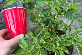 What’s going on with my habanero?