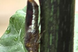 Insect Identification