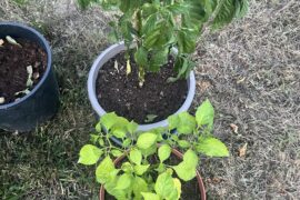 What is the issue with my plant?