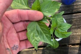 2 different mutations on two different plants. The second one, I’ve never seen before.