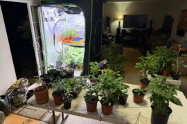 So hard to decide which plants get to stay. I’ve tried to rehome any plants I can’t care for. Gets harder every cut.