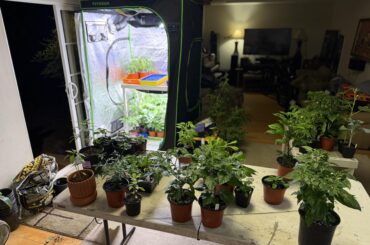So hard to decide which plants get to stay. I’ve tried to rehome any plants I can’t care for. Gets harder every cut.