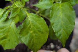 Bacterial leaf spot?