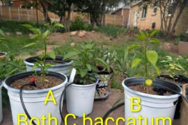 Capsicum baccatum yellowing?
