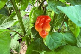Darth Maul x Fatalii Gourmet Jigsaw