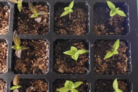 Do you change fertiliser throughout plant development?