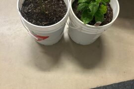 How do I fix my Trinidad scorpion pepper?