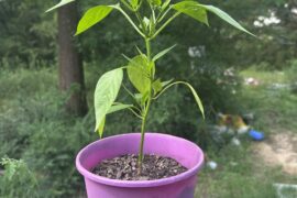 My Baby bell pepper plant I've grown from seed =]           (A bit droopy from heat)