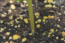 Growing a Habenero Plant for the first time