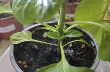 Cut branches ofhabanero golden