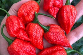 All my pepper varieties from this year