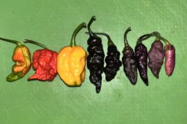 First one’s to ripen up!