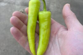 what to do with early picks (hot banana) until more are ready for pickling?