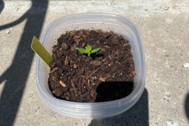 White ghost Scorpion update