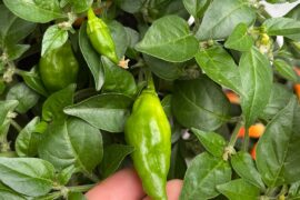 Sooo anyone know what pepper this may be?