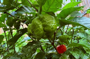 The white whale at last. A Trinidad Moruga Scorpion.