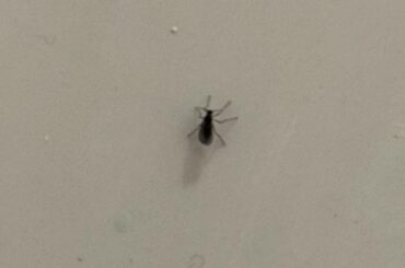 Does anyone know what this guy is?