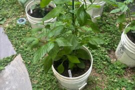 First Time Growing From Seeds