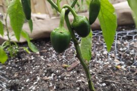 Different pod shapes on a single plant?
