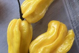 Help me identify these yellow ribbed peppers