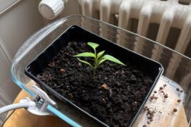Should I replant it in a deeper pot ?