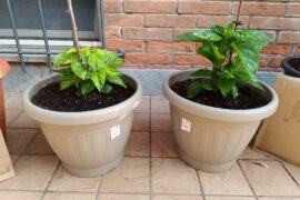Same seed batch, same setup but these habaneros look like different plants