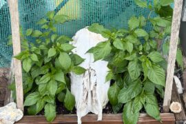 Bhuts’ lookin’ good this year.