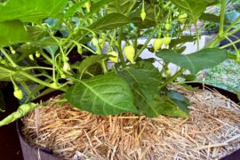PI 543208 from Ohio Peppers