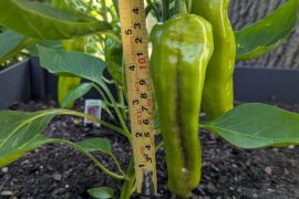 Is this a Cayenne pepper?