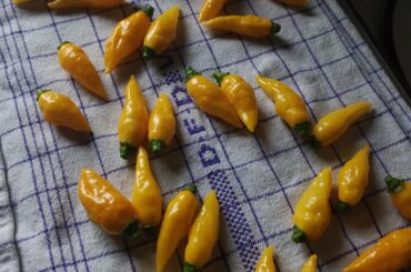 Help identify this chilli:)