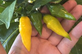 Can anyone identify this pepper? It was sold as 'Hot Yellow' at my local garden center