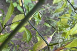 Any ideas on what pepper this is?