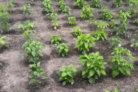 Little bit of everything this year. Ghost and reapers finally starting to bud!