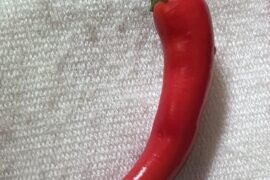 First pepper of the season!