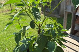 Aji Pineapple dropping all flowers and some leaves. 3 plants affected, other varieties fine! Help!