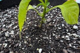 Habanero Plants: Remove Small Leaves on Stem?