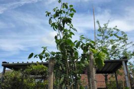 3m tall Rocoto Pepper. 2 meters in just 2 months.