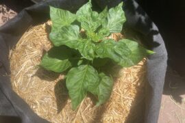 Transplant or no?