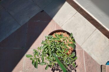 Why are my habanero's leaves so small and curled?
