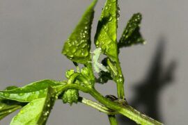 Who are these on my plants? Friends or foes?